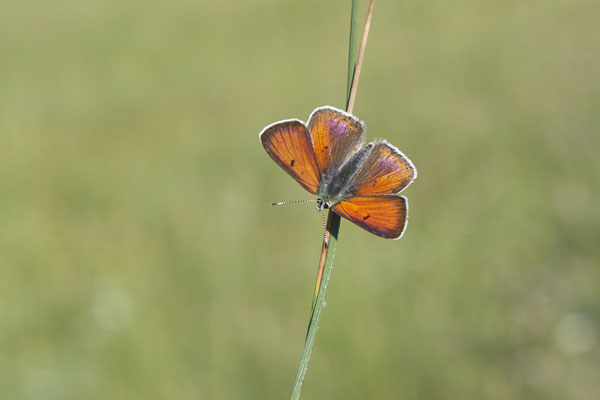 Lilagold-Feuerfalter - Vom 13.6. bis 20.6.2021 Urlaub im Allgäu
