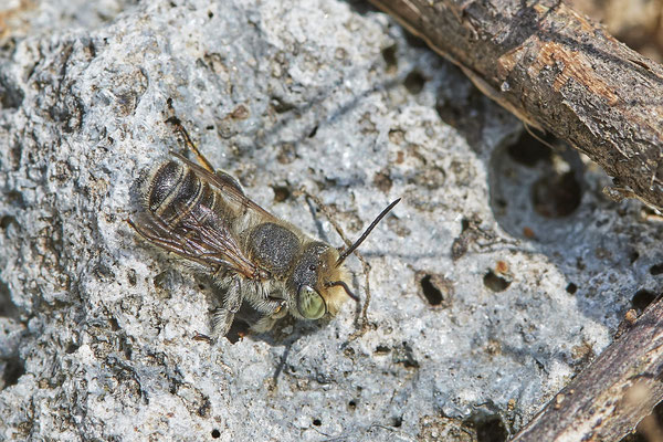Megachile pilidens - LMB - (02.07.2021)