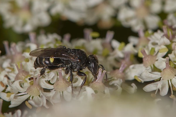 Oxybelus bipunctatus - Dinslaken Konrad-Adenauer-Str. - (10.07.2020)