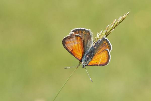 Lilagold-Feuerfalter - Vom 13.6. bis 20.6.2021 Urlaub im Allgäu