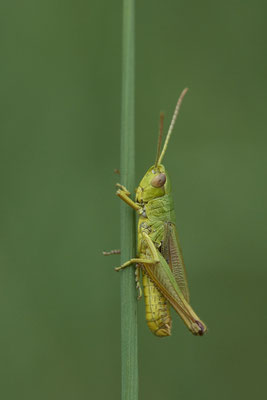 Chorthippus parallelus / Gemeiner Grashüpfer - (25.07.2020)