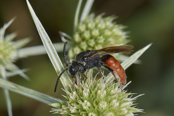 Sphecodes albilabris - Voerde Rheindeich - 51°34`14.67" 6°417`19.43" - (15.08.2020)