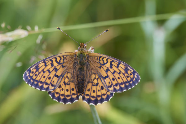 Violetter Silberfalter - (Urlaub im Allgäu / Bayern vom  30.06. bis 09.07.2023)