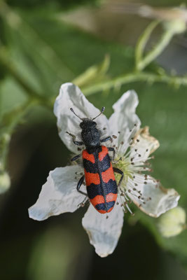 Zottiger Bienenkäfer