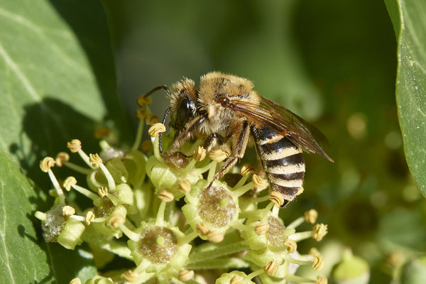 Nr.15-1/02 - Colletes hederae - ( in 10 Min. Anz. 4 ) OB Hamburger Str. 80, (14.10.2018)