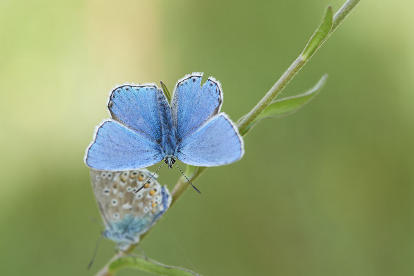 Argus-Bläuling - Vom 13.6. bis 20.6.2021 Urlaub im Allgäu