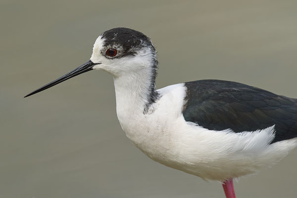 Stelzenläufer ( Naturpark Albufera )