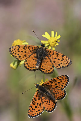 Roter Scheckenfalter - (Urlaub Mosel Valwig vom  08.06. bis 11.06.2023 mit der Nabu Herne)