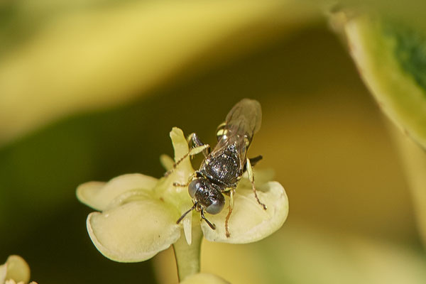 Nr.1027 - Oxybelus uniglumis - OB im Garten - 51°31`49.60" 6°50`56.50" - (29.07.2019)