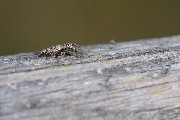 Springspinne
