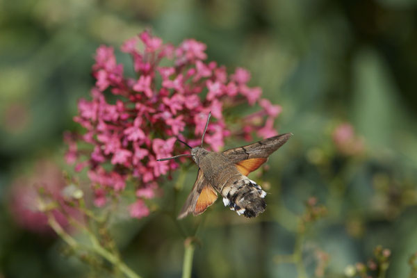Taubenschwanz an Roter Spornblume - (04.07.2022)