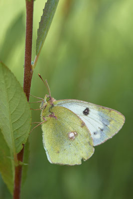 Weißklee-Gelbling / Goldene Acht - Vom 13.6. bis 20.6.2021 Urlaub im Allgäu
