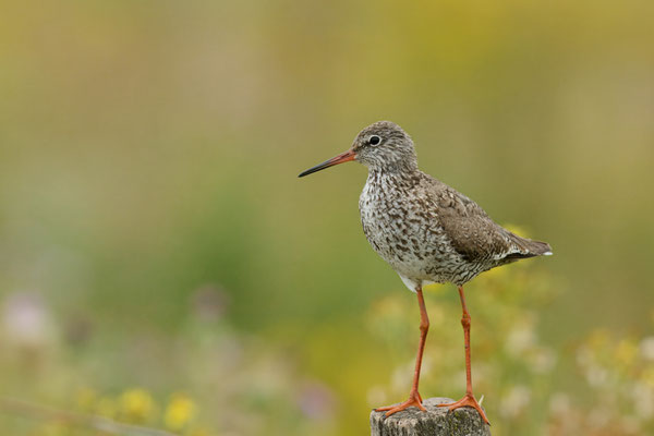 Serie vom Rotschenkel im bestem Licht