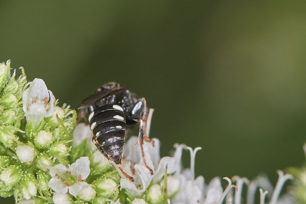 Nr.1066 - Oxybelus sp. / Grabwespe - Zwillbrock Vreden Biologische Station - 52°03`17.44" 6°41`34.71" - (01.08.2019)