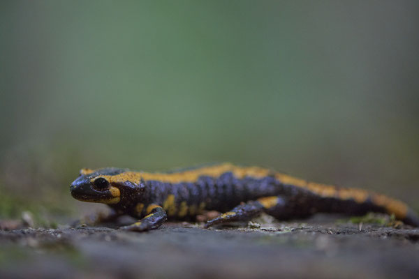 Feuersalamander
