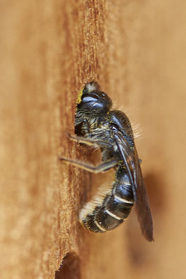Nr.0588 - Chelostoma florisomne / Hahnenfuß-Scherenbiene - Nabu-Naturschutzhof Nettetal - 51°19`29.92" 6°15`01.26" - (23.05.2019)