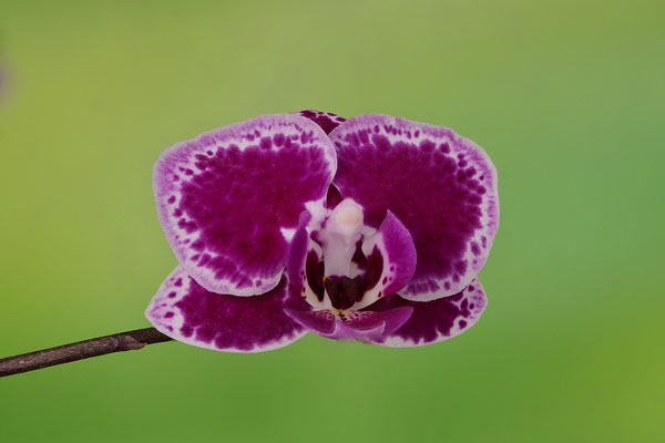 Mal etwas Anderes - Orchideeblüte von der Fensterbank
