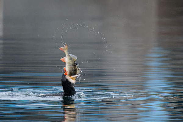 Serie Kormoran - Großer Barsch