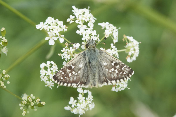 Zweibrütiger Würfel-Dickkopffalter - Auf Schmetterlingstour in der Eifel: Kalvarienberg und Lambertstal - (29.05. bis 03.06.2022)