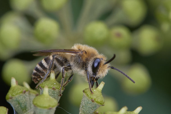 Nr. 04/04 - Colletes hederae (Efeu-Seidenbiene) - Oberhausen-Schmachtendorf Hiesfelderstraße 22.09.2018