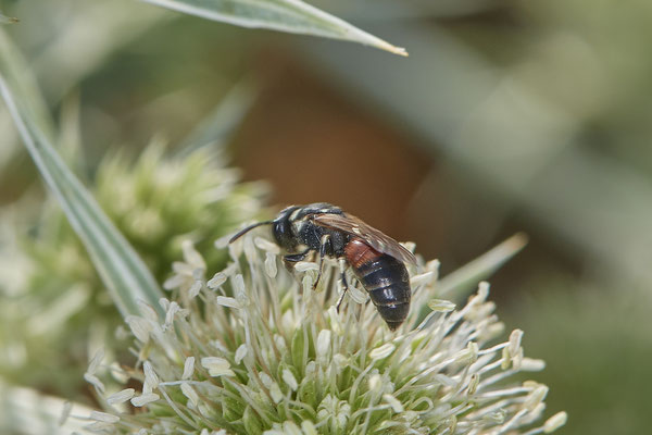 Hylaeus variegatus - Dinslaken Emschermündung - 51°33`56.26" 6°41`27.74" - (08.08.2020) - Rote Liste: Kategorie 3: Gefährdet