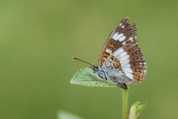 Kleiner Eisvogel - (Urlaub im Allgäu / Bayern vom  08.07. bis 17.07.2022)