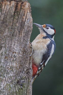 Buntspecht im Garten