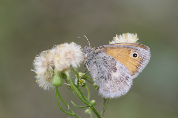 Kleines Wiesenvögelchen