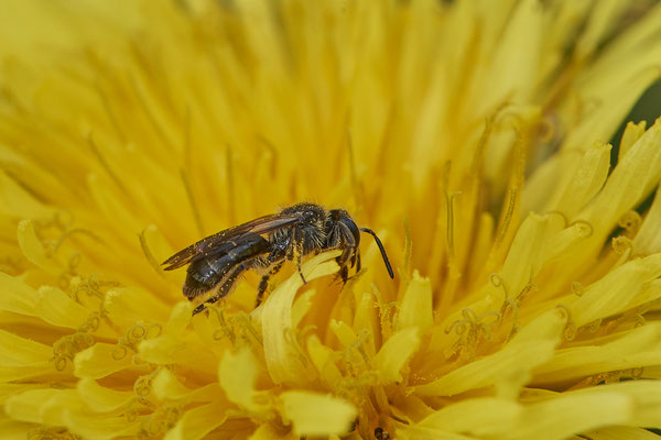 Andrena sp. w ( minutula-Gruppe ) - Bottrop - Heidhofsee, Zum Kletterpoth - 51°36`08.24" 6°52`17.69" - (08.05.2021)