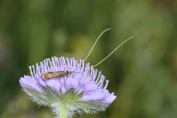 Skabiosen-Langhornmotte