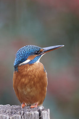 Eisvogelweibchen im Garten - (14.11.2019)
