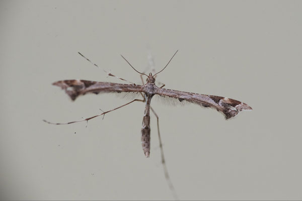 Platyptilia spec. ( gonodactyla? )  - Garten - (23.03.2021)