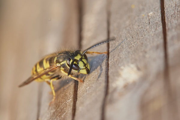 Nr.1206 - Vespula vulgaris / Gemeine Wespe - mehrere Hundert in und um dem Strauch - OB LMB - 51°29`11.55" 6°53`53.48" - (23.08.2019)