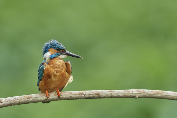 Eisvogel - Das Aussuchen von den vielen guten Fotos ist für mich schwerstarbeit - (22.05.2020)