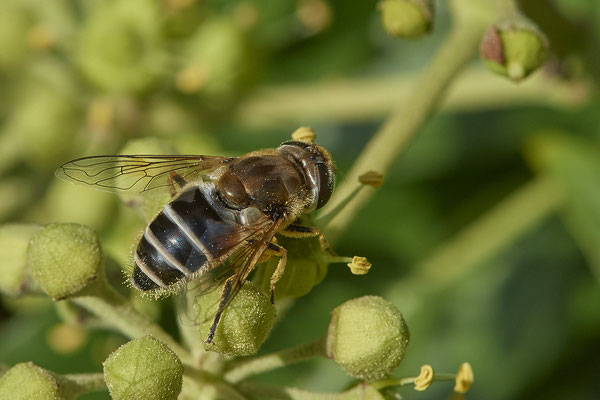 Nr.08/05 - Kleine Keilfleckschwebfliege (Eristalis arbustorum) - OB-Weiherstr. 116 (03.10.2018)