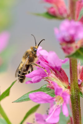 Melitta nigricans - Garten