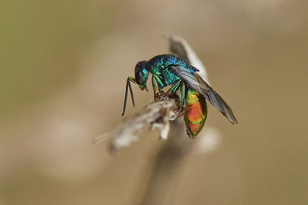 Nr.0544 - Goldwespe - OB LMB - 51°29`11.55" 6°53`53.48" - (18.05.2019)