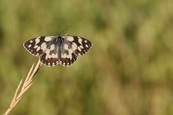 Schachbrettfalter