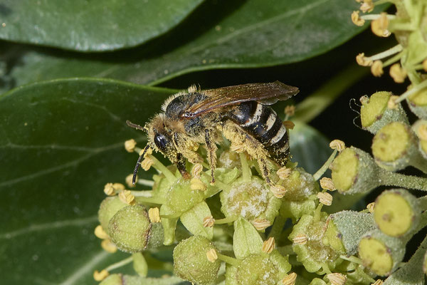 Nr.11-1/08 - Colletes hederae (Efeu-Seidenbiene) - Anzahl >20 - MG Rahracker 5 (08.10.2018)