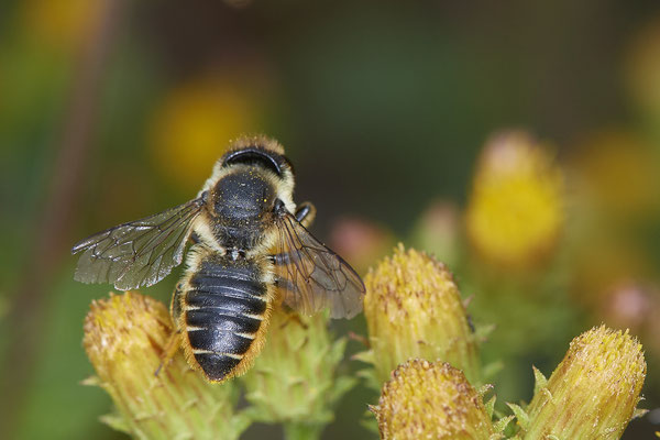 Nr.1060 - Megachile centuncularis / Blattschneiderbiene - OB LMB - 51°29`11.55" 6°53`53.48" - (31.07.2019)