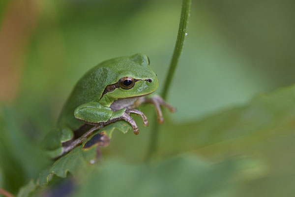 Laubfrosch - (20.08.2021)