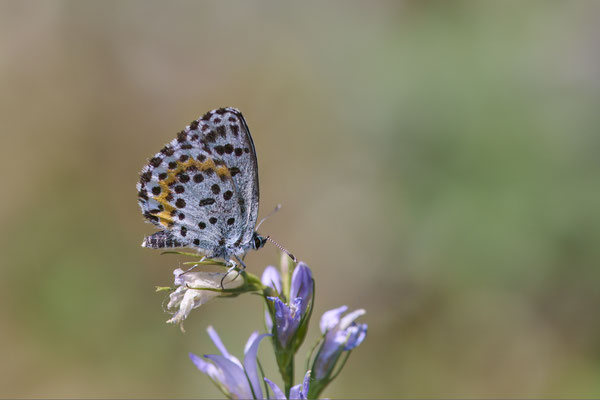 Fetthennen-Bläuling - (Urlaub Mosel Valwig vom  08.06. bis 11.06.2023 mit der Nabu Herne)
