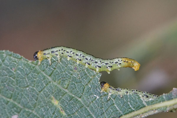 Larve der Weidenblattwespe / Nematus pavidus - Bottrop Flugplatz Schwarze Heide - (29.10.2022)