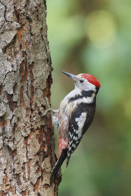 Mittelspecht - Nettetal Rohrdommelprojekt de Wittsee - (23.05.2019)