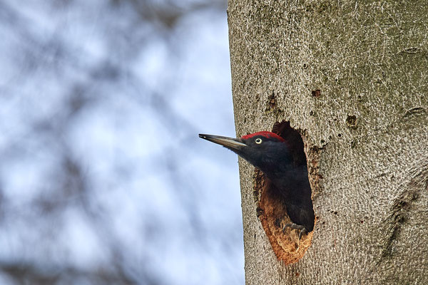 Schwarzspecht - (28.03.2021)