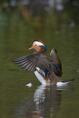 Mandarinente Männchen in der MH-Ruhraue