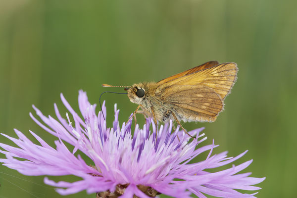 Rostfarbiger Dickkopffalter