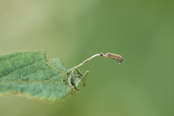 Raupe des Kleinen Eisvogels - (Urlaub im Allgäu / Bayern vom  08.07. bis 17.07.2022)