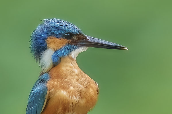 Eisvogel