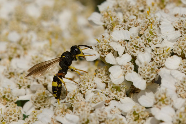 Cerceris rybyensis - Garten
